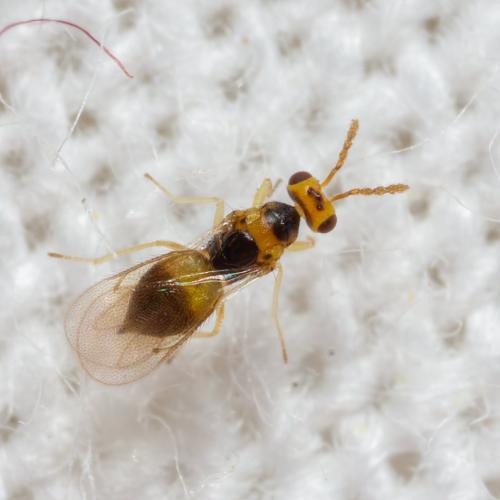 Cirrospilus sp.